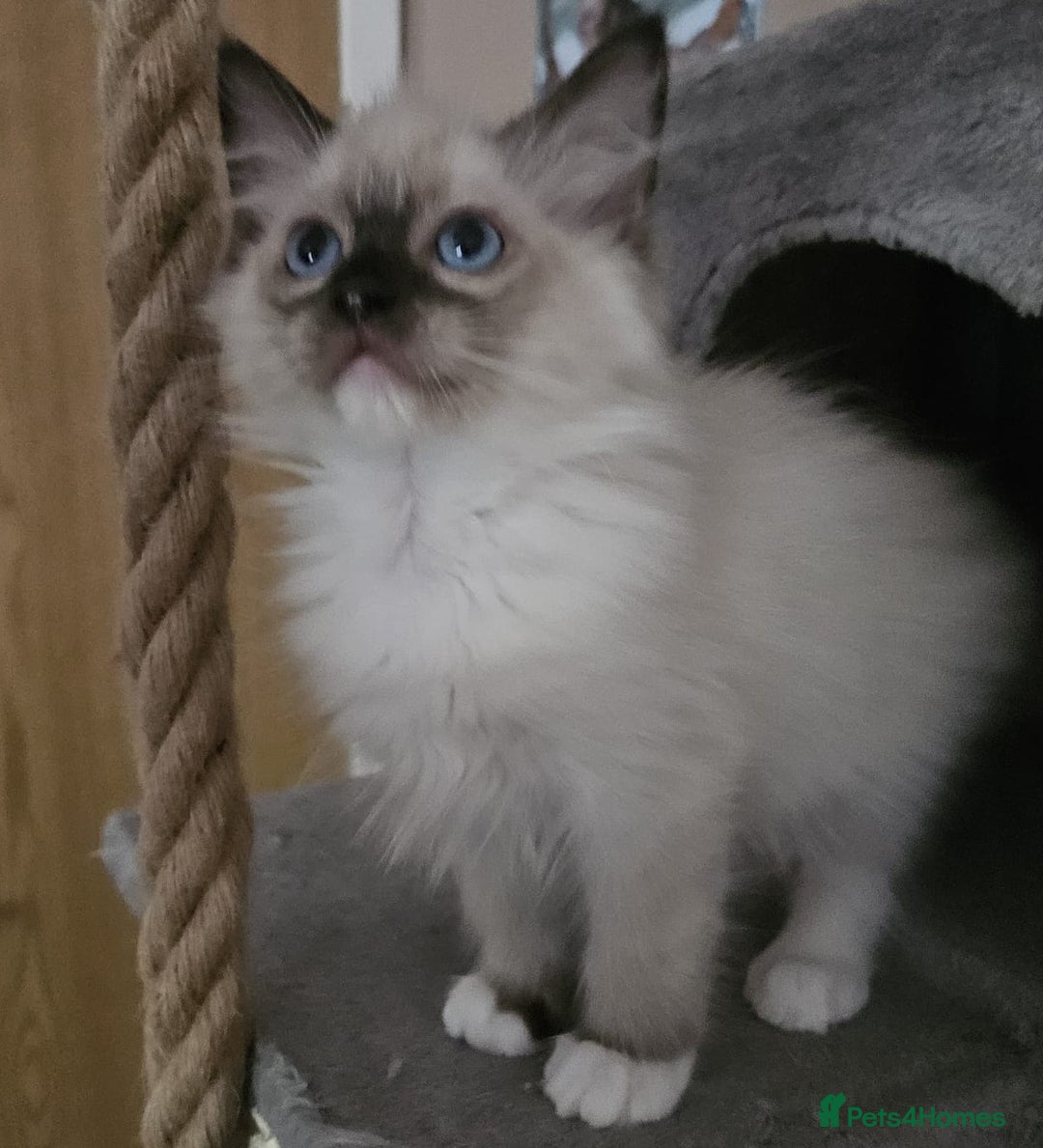 Ragdoll cats for sale: GCCF registered stunning healthy kittens - Image 10