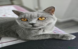 British Shorthair cats for sale: Looking for new Home ❤️ - Image 3