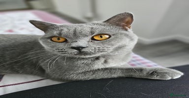 British Shorthair cats - Advert 10