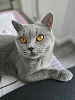 British Shorthair cats - Advert 7