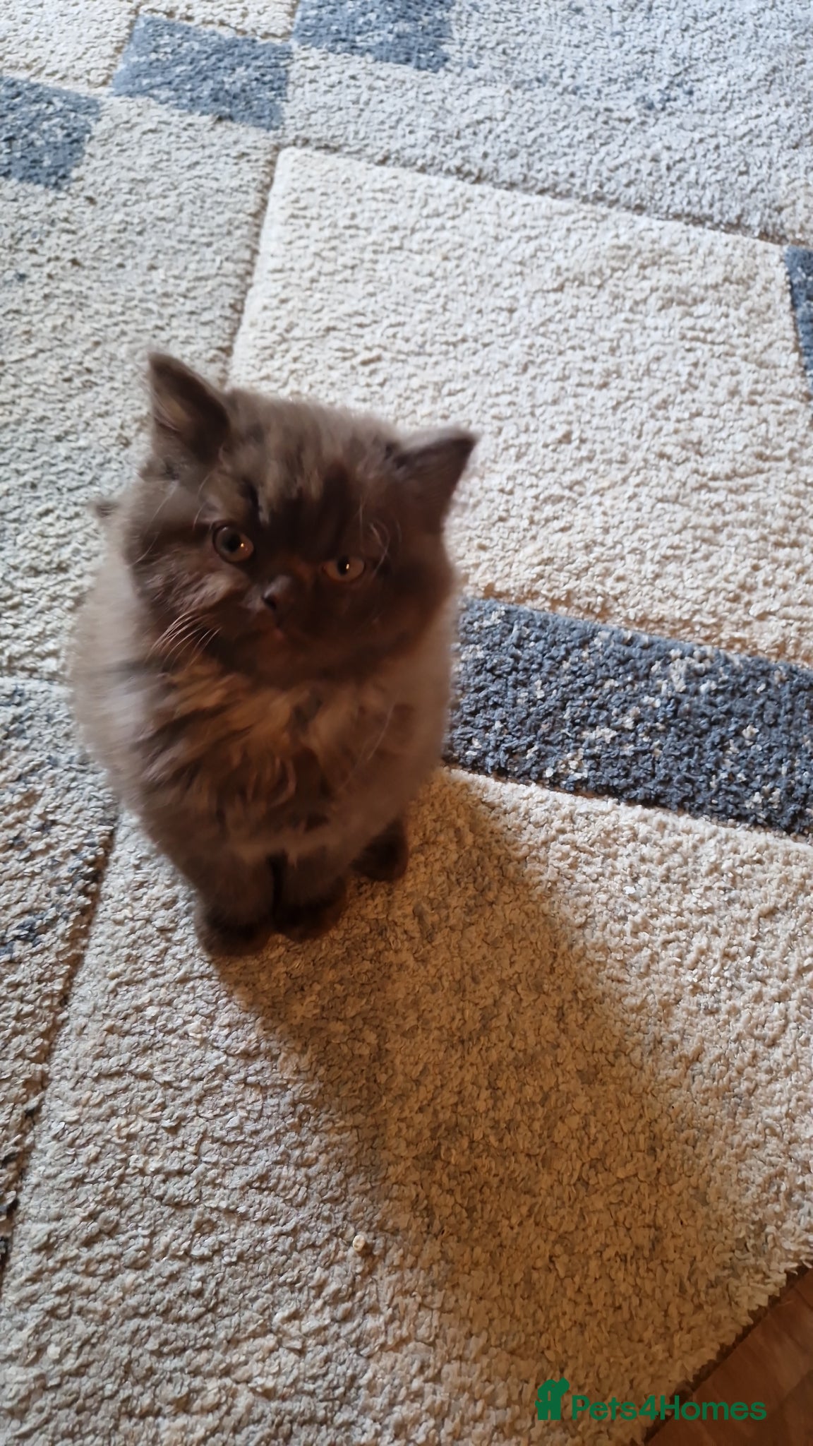 British Shorthair cats Beutiful British shorthair kittens  - Advert 1