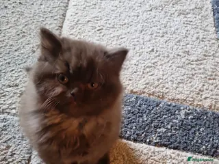 British Shorthair cats Beutiful British shorthair kittens - Advert 4