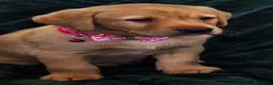 Labrador Retriever 7