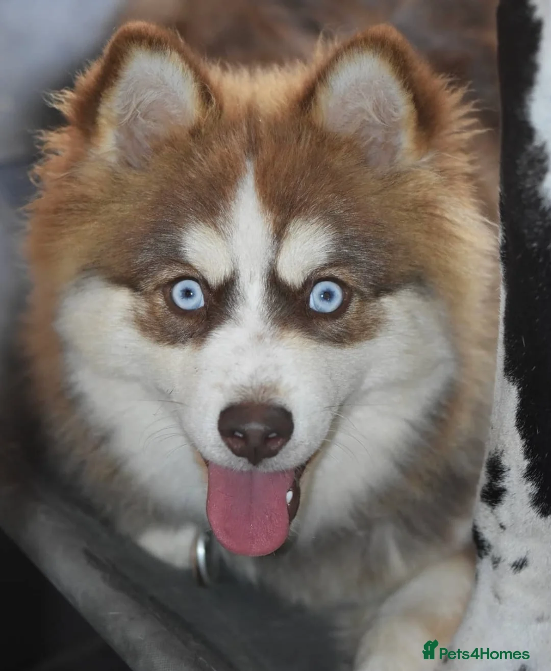 Pomsky dogs for stud: American Import Chocolate Pomsky for Stud in Ammanford - Advert 7