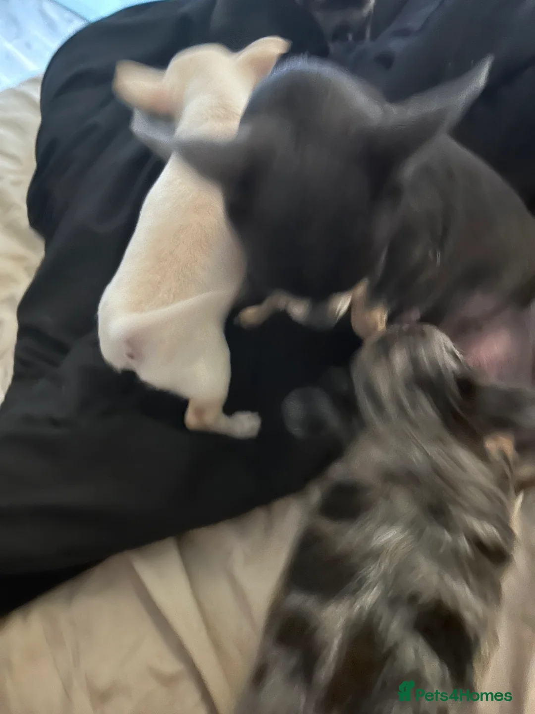 Chihuahua dogs for sale: Beautiful petite long haired Merle chi - Advert 1