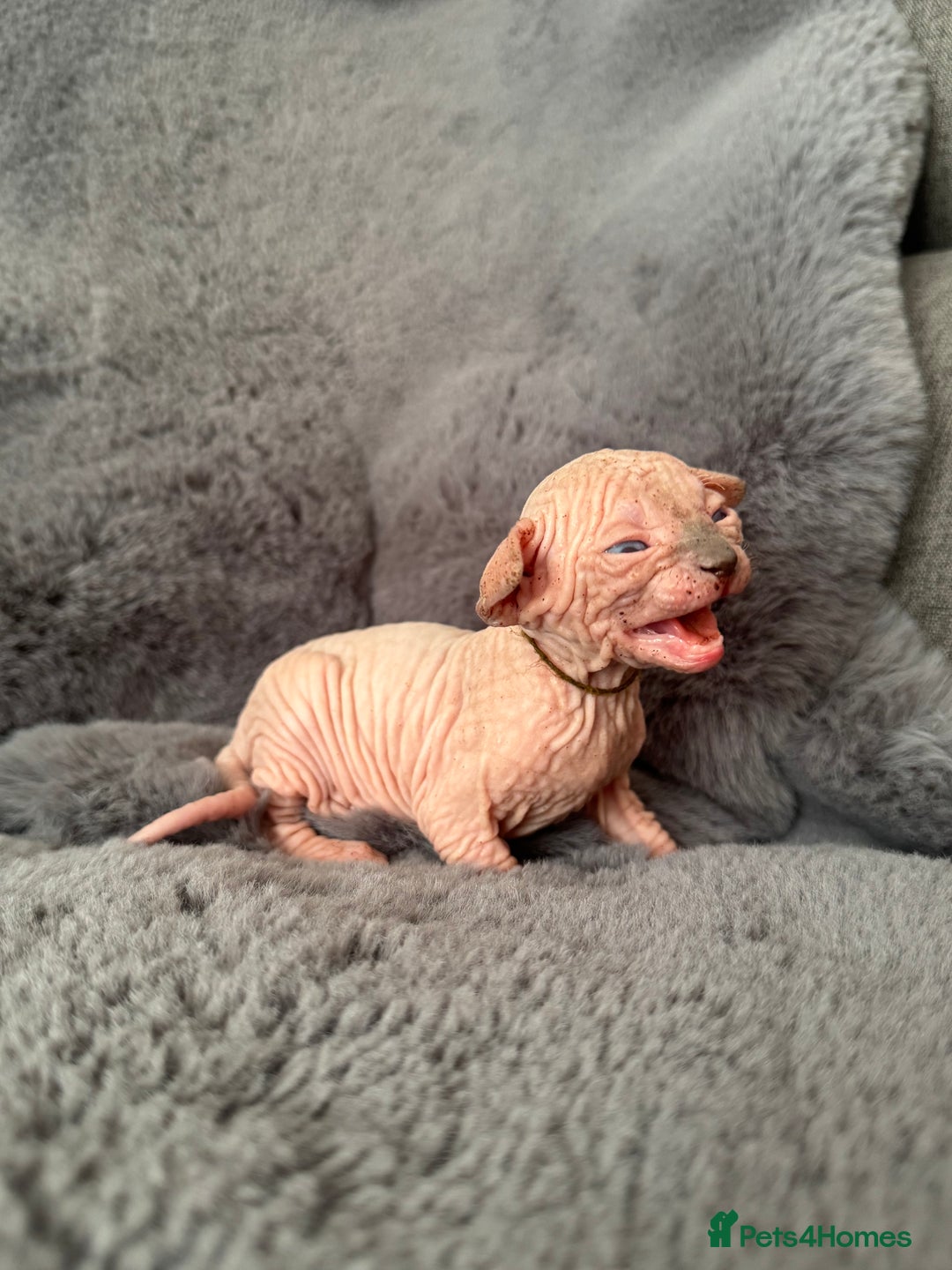 Sphynx cats for sale: 🔥Sphynx and Elf kittens🔥 - Image 6