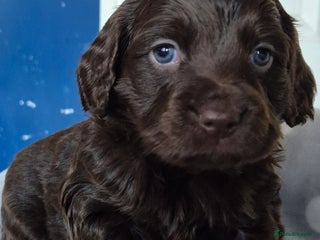 Cockapoo dogs Teddy cockapoos ready 20th Dec - Advert 1