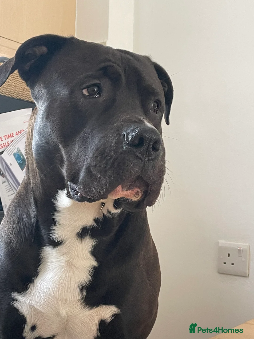 Mixed Breed dogs for stud: Looking for a female dog - Advert 2