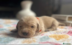 Labradoodle dogs for sale: Miniature Labradoodles  - Image 7