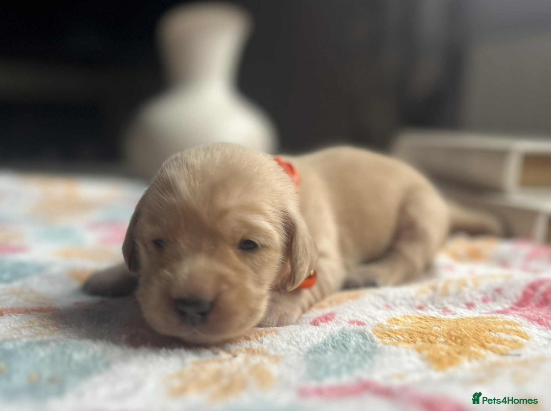Labradoodle dogs for sale: Miniature Labradoodles  - Image 7