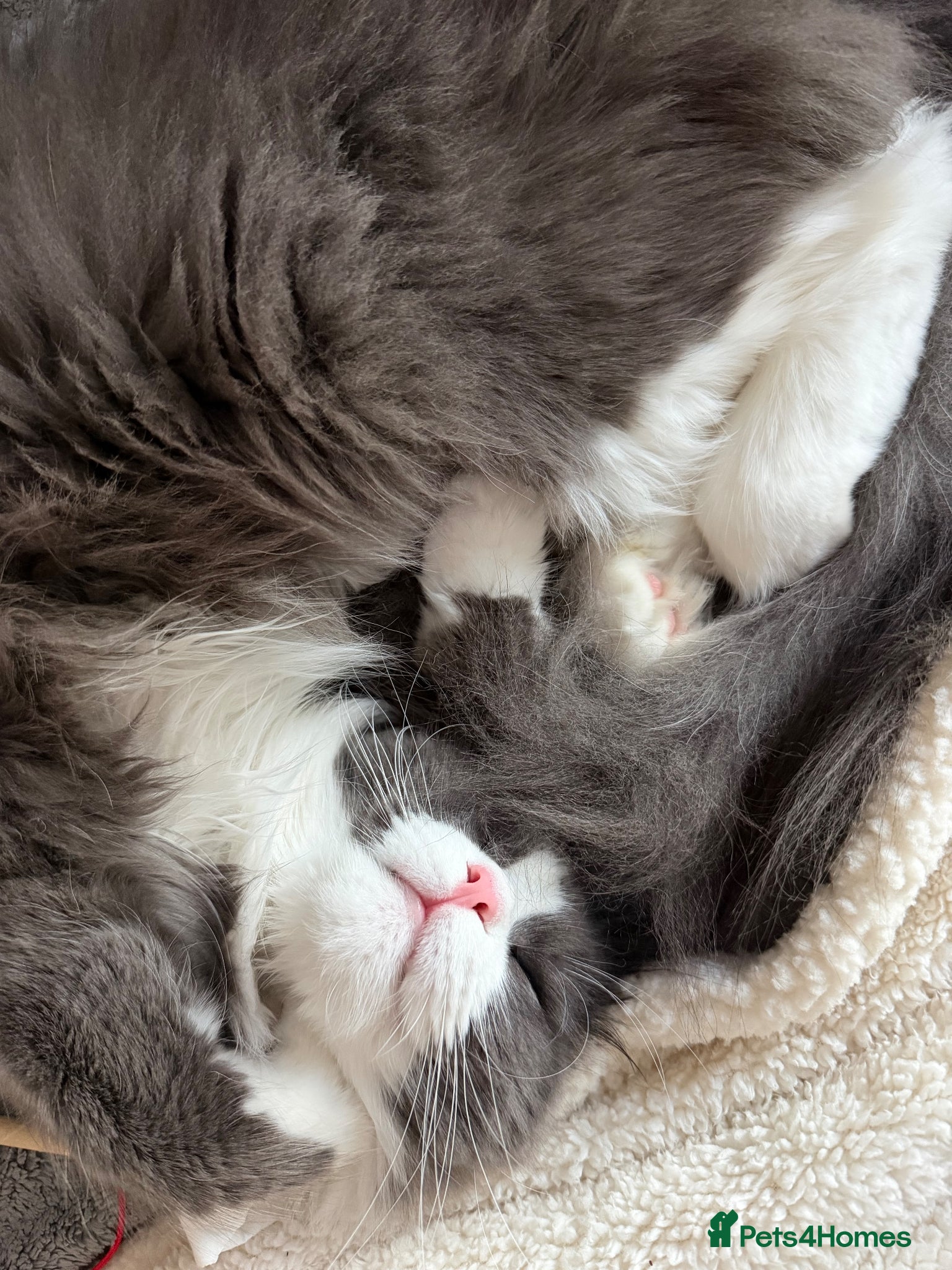 Maine Coon cats for sale: Sadly rehoming our lovely Maine Coon - Advert 2