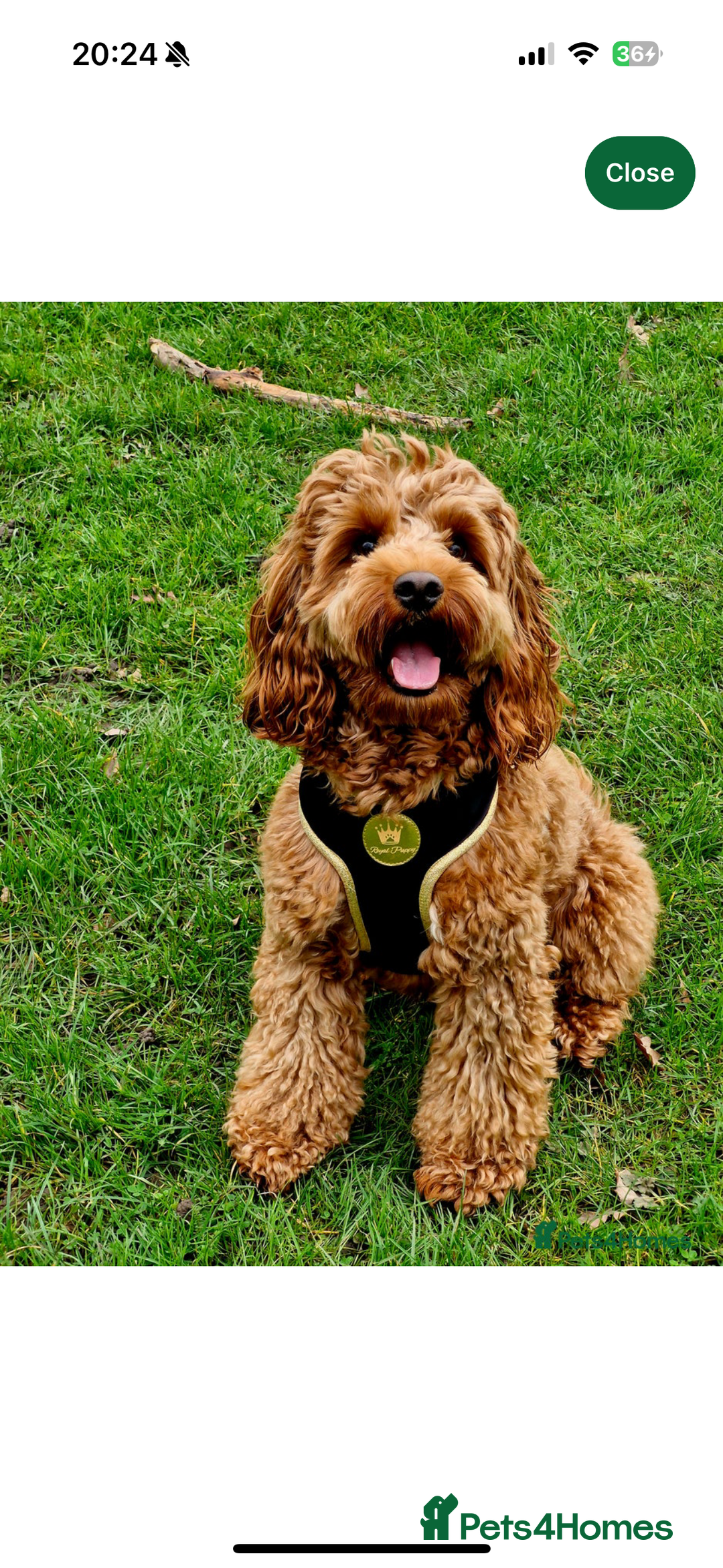 Cockapoo dogs for sale: F2 cockapoo puppies  - Advert 6