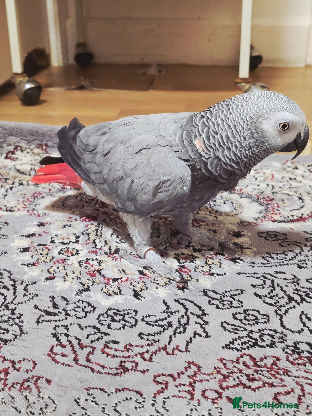 Parrots birds for sale: African Grey Parrot. - Advert 2