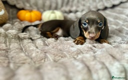 Dachshund dogs for sale: Dachshunds mini puppies   - Image 30