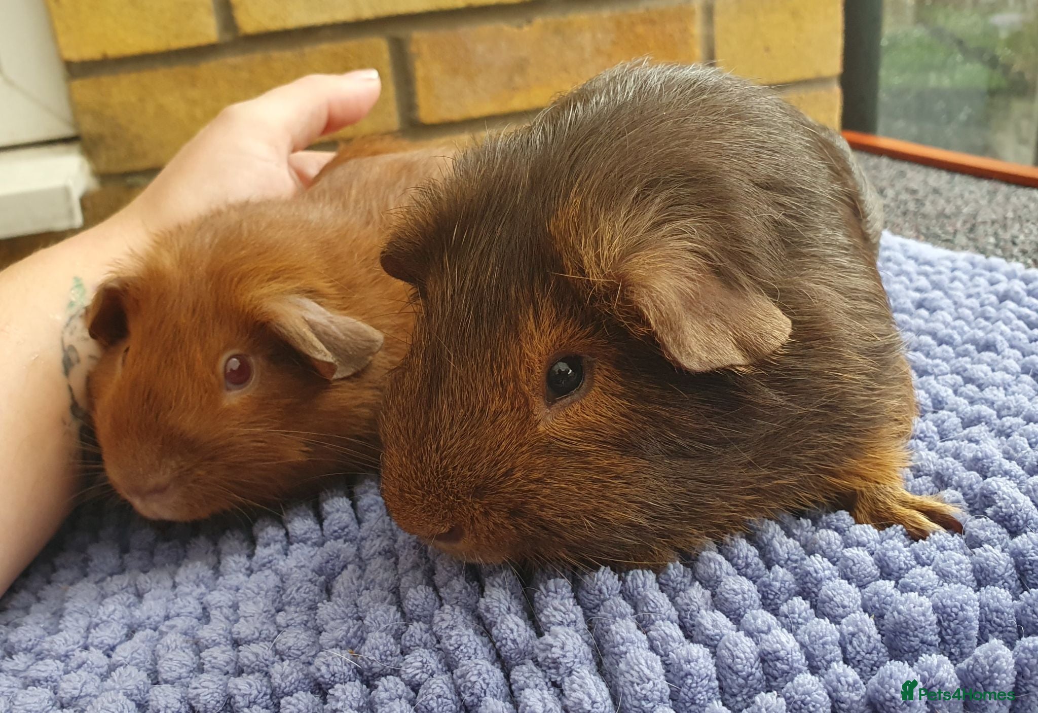 Guinea Pig rodents Beautiful guinea pigs - Advert 1