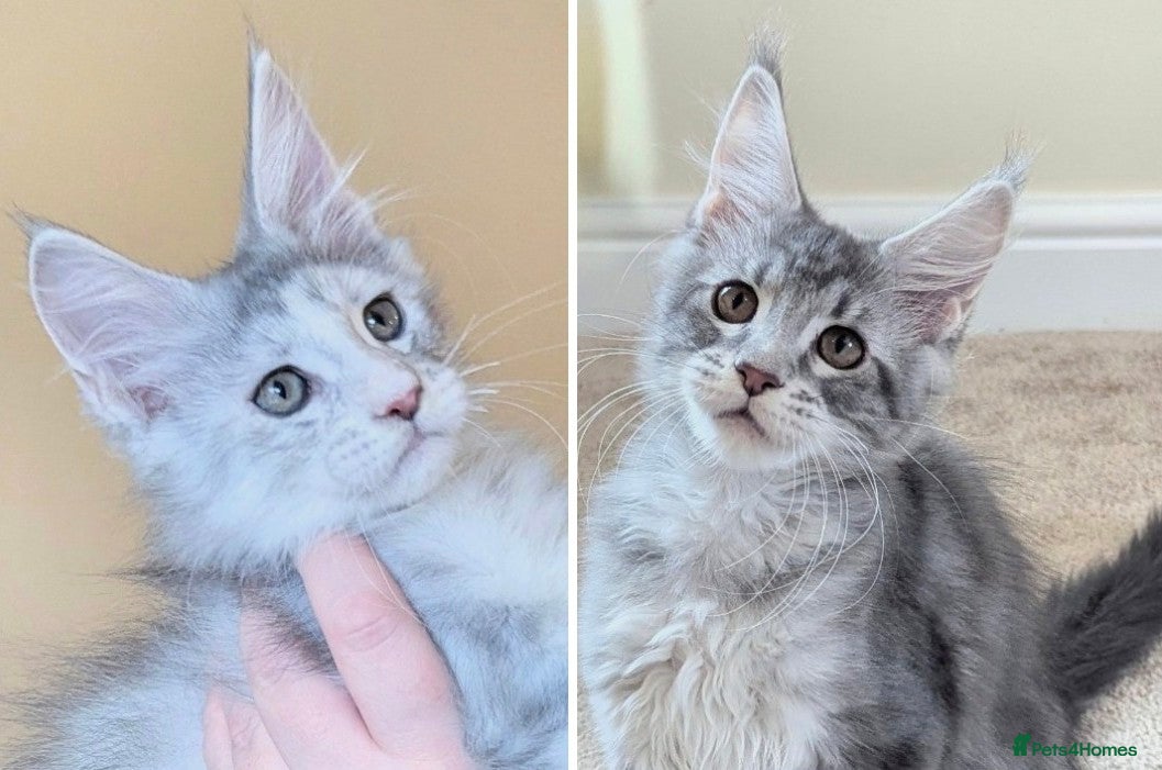 Maine Coon cats Champion Line Registered Female Kittens  - Advert 1