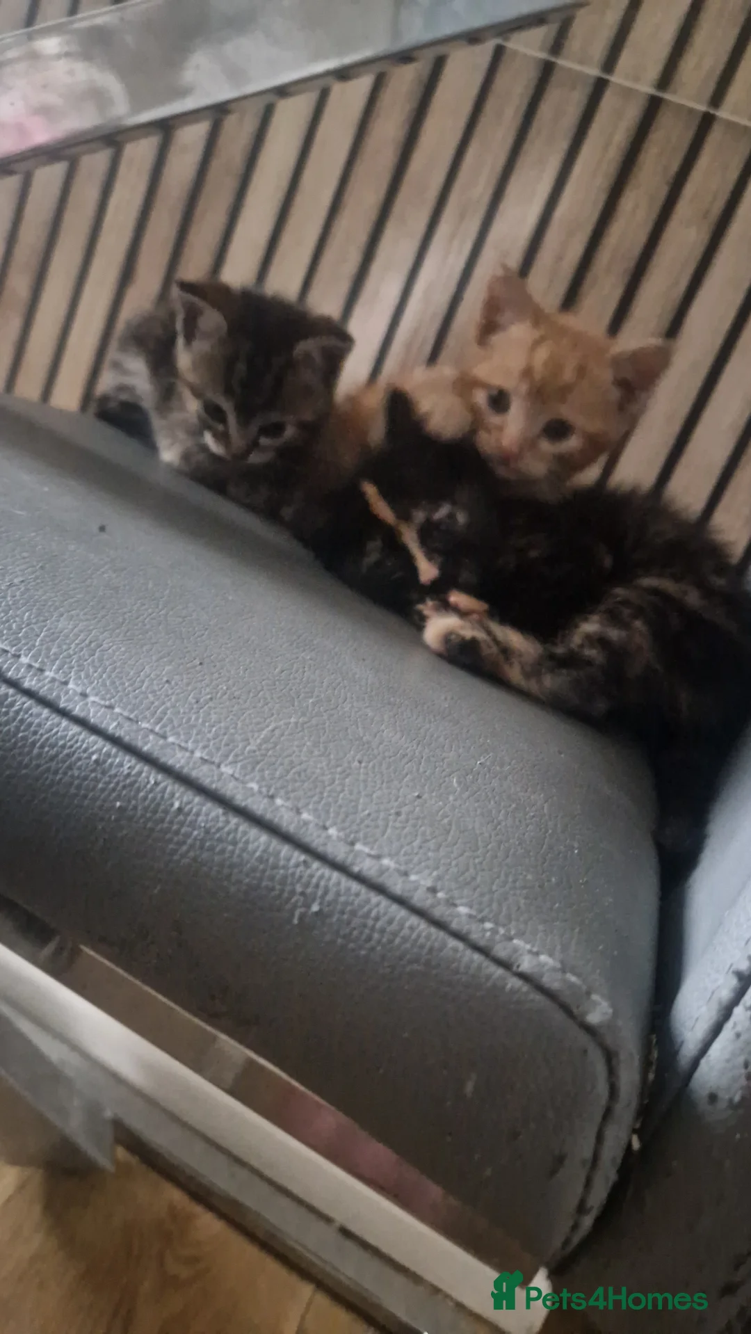 Mixed Breed cats for sale: Beautiful frendly kittens  - Advert 5