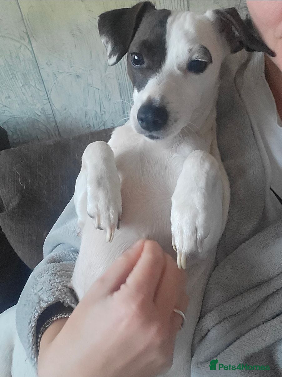 Jack Russell dogs Three beautiful Jack Russells - Advert 4