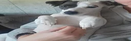 Jack Russell dogs for sale: Three beautiful Jack Russells in Sidcup - Advert 1
