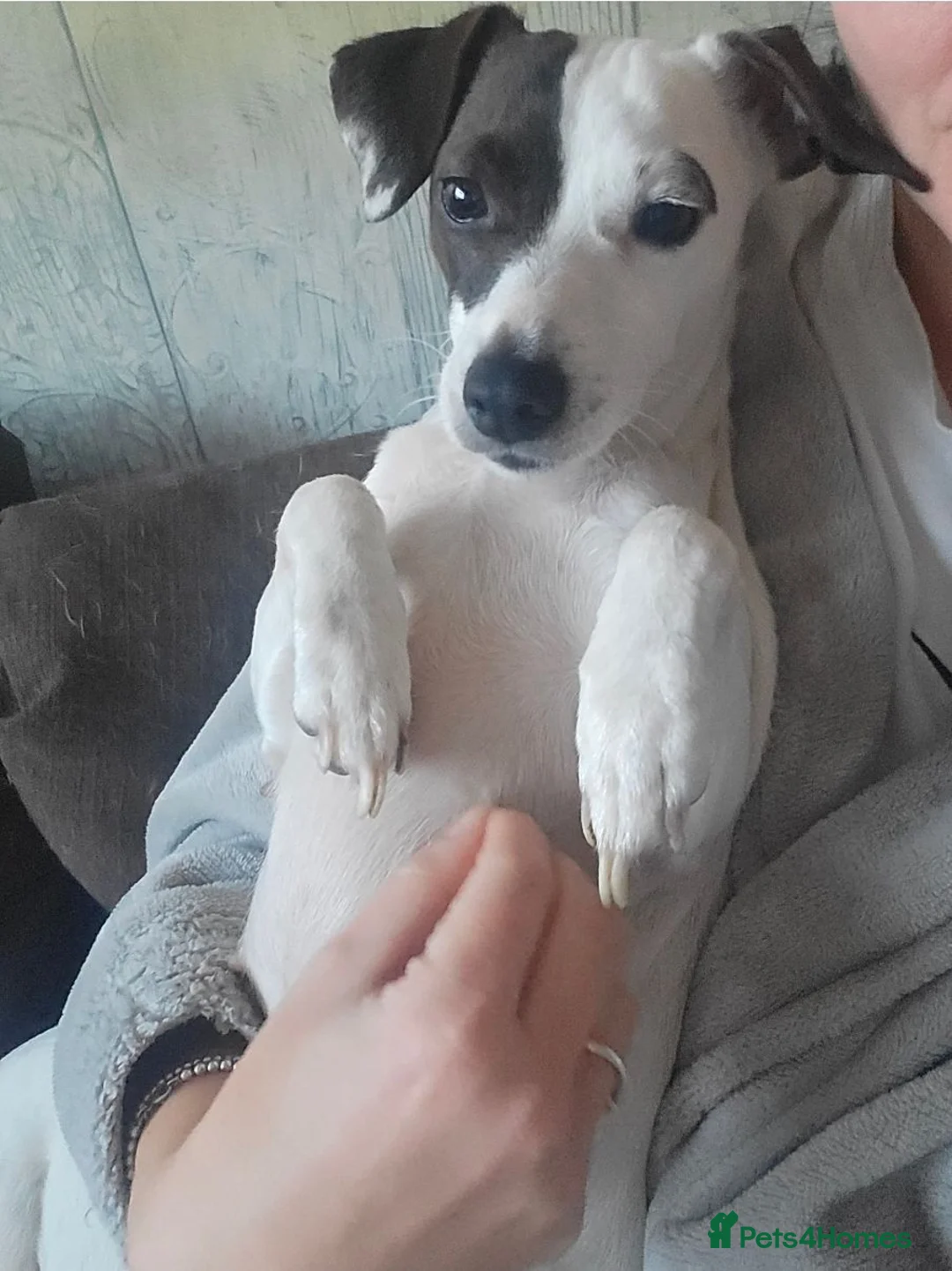 Jack Russell dogs for sale: Three beautiful Jack Russells in Sidcup - Advert 1