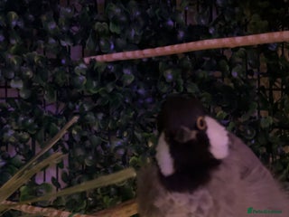 Mixed Breed birds white eared bulbul - Advert 1