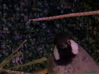 Mixed Breed birds white eared bulbul - Advert 2