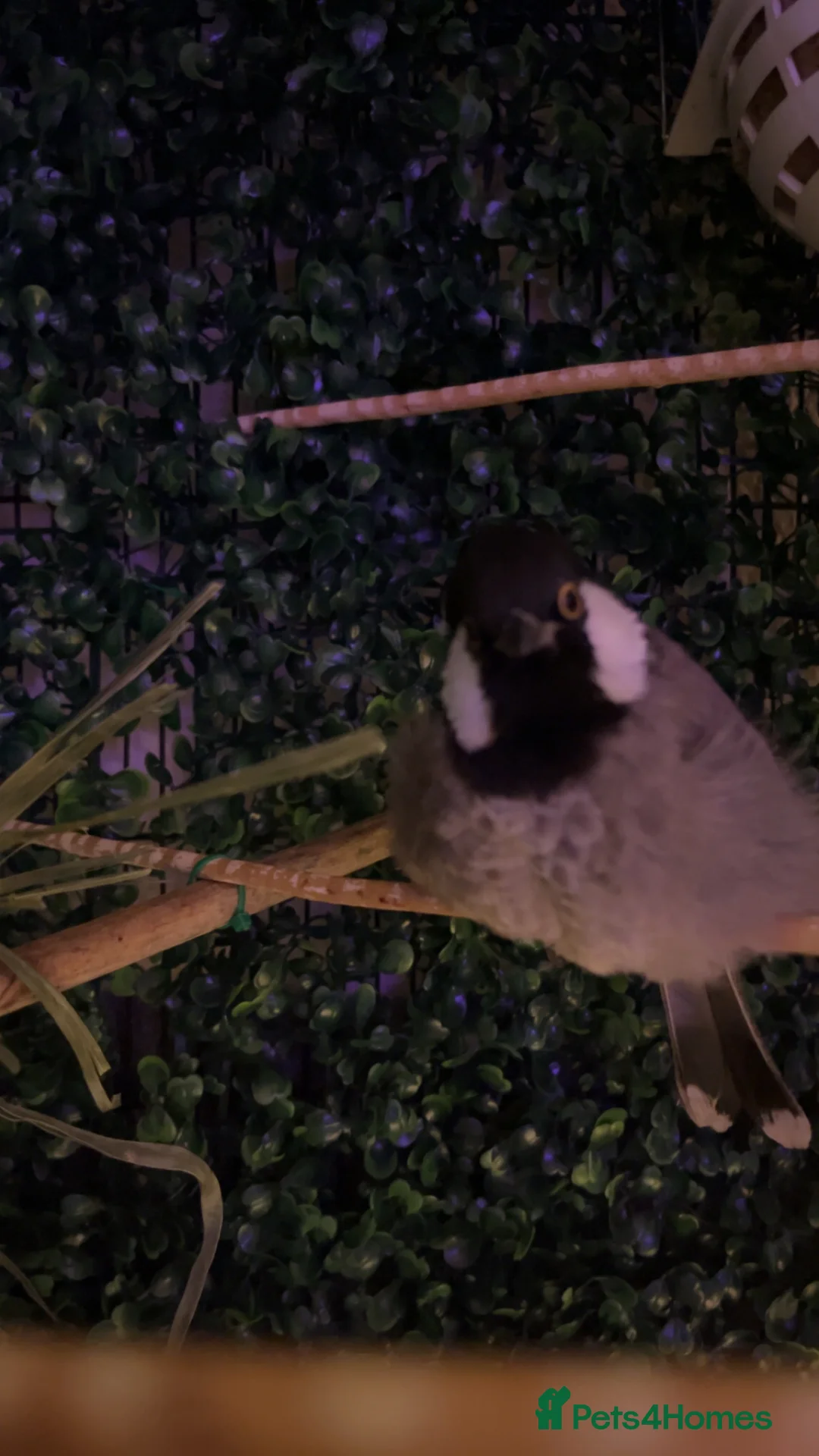 Mixed Breed birds for sale: white eared bulbul - Advert 1