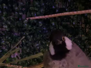 Mixed Breed birds white eared bulbul - Advert 9