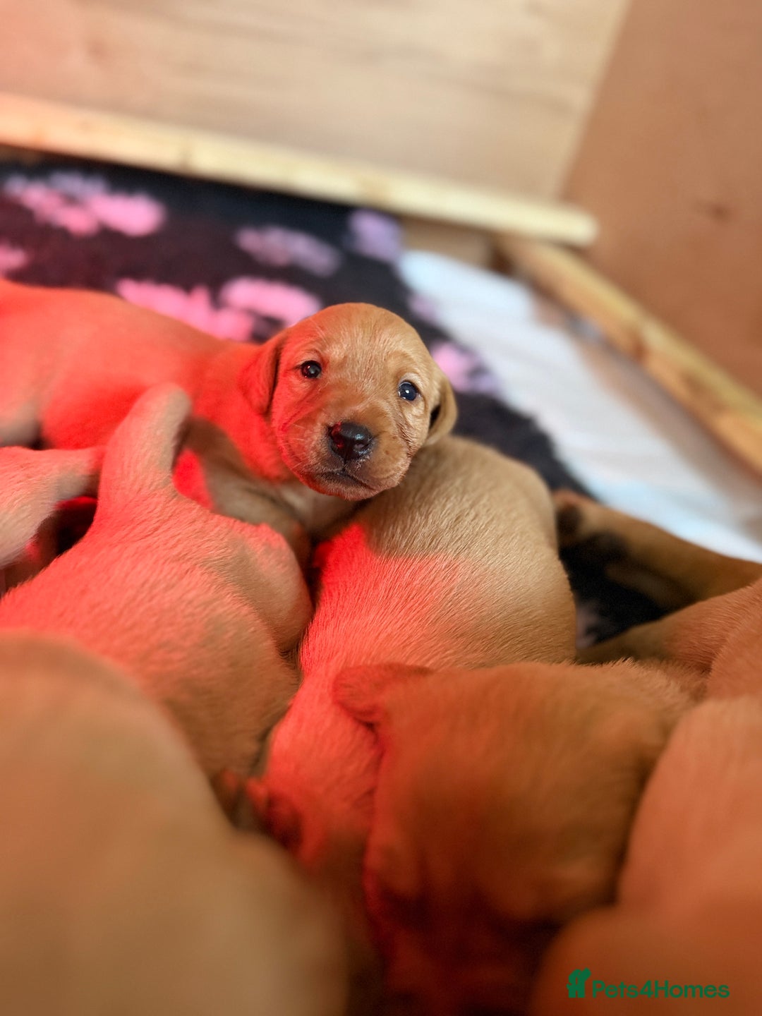 Labrador Retriever dogs for sale: Fox Red Labrador Pup's - 1 male left - Advert 11