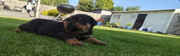 Rottweiler dogs for sale: Rottweiler pups looking for homes  - Advert 4