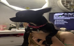Chihuahua dogs for sale: Tiny black female chihuahua  - Image 4