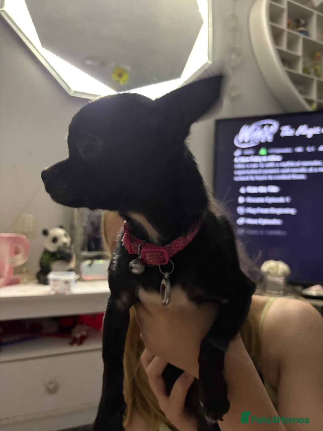 Chihuahua dogs for sale: Tiny black female chihuahua  - Image 4