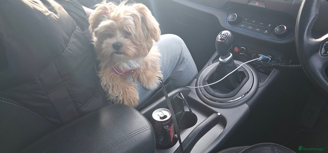 Maltese dogs for sale: Maltipoo Gorgeous Girl  - Image 17