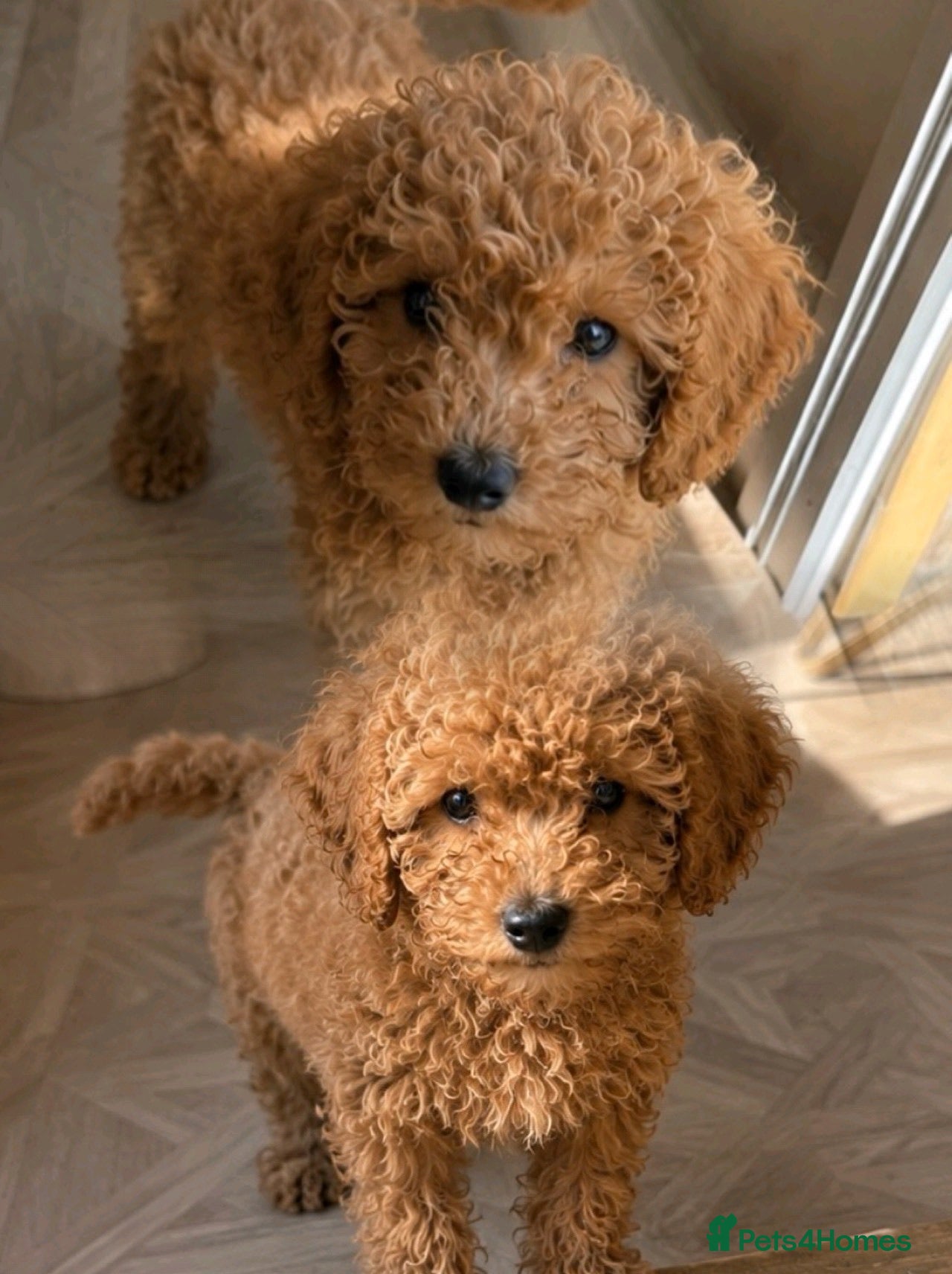 Cavapoo dogs Beautiful cavapoos 1 boys left ready to go 🐾 - Advert 6