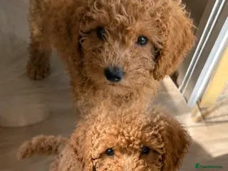 Cavapoo dogs Beautiful cavapoos 1 boys left ready to go 🐾 - Advert 1