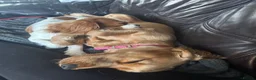 Cocker Spaniel dogs for sale: Pedigree KC Registered Show Cocker Spaniel- Lilah - Advert 3
