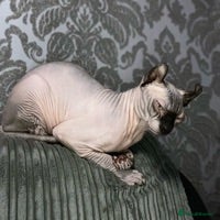 Sphynx cats Elf boy for stud in Warrington - Advert 1