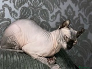 Sphynx cats in Warrington - Advert 2