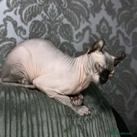 Sphynx cats Elf boy for stud in Warrington - Advert 1