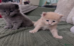 Maine Coon cats for sale: Beautiful Maine Coon Kittens - Image 15