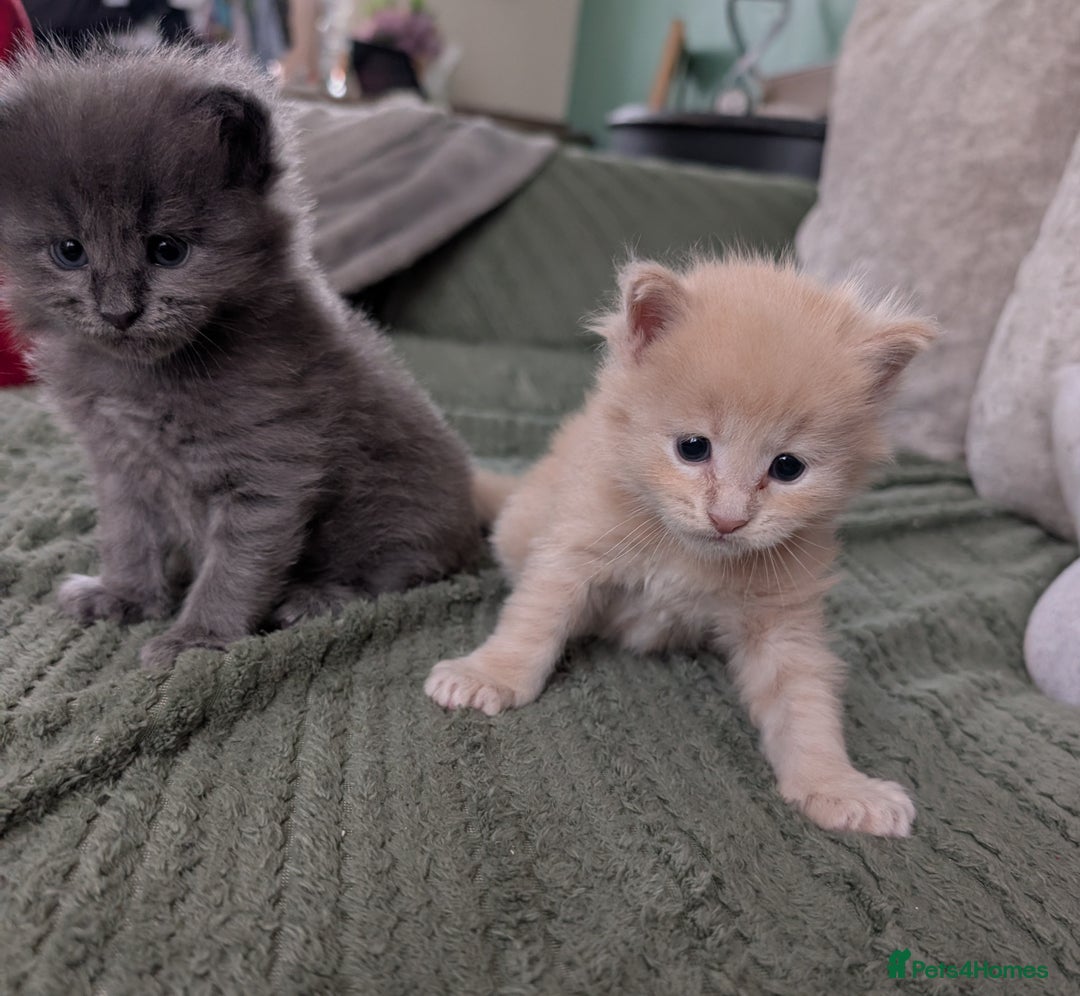 Maine Coon cats for sale: Beautiful Maine Coon Kittens - Image 15