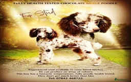 Mini Goldendoodle dogs for sale: STUNNING F1 GOLDENDOODLE MERLE BITCH PUP - Image 6