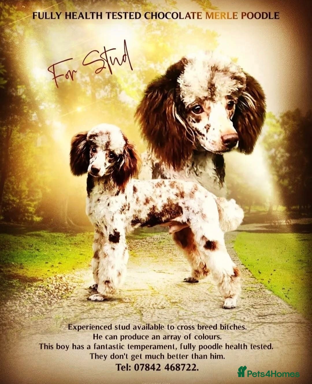 Mini Goldendoodle dogs for sale: STUNNING F1 GOLDENDOODLE MERLE BITCH PUP - Image 6