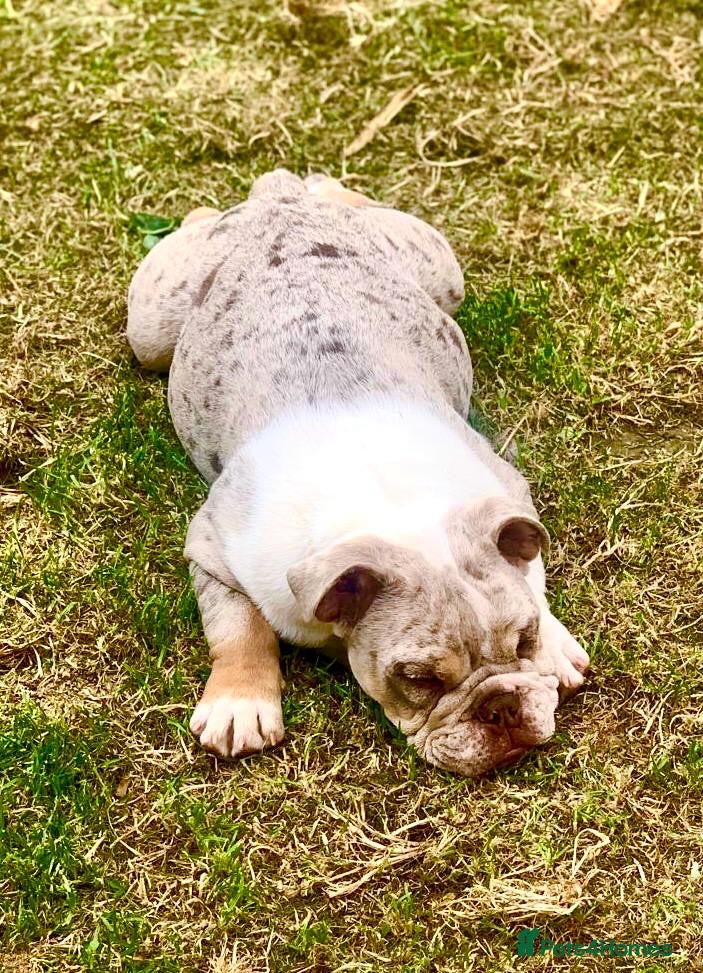 English Bulldog dogs Best boy that ever was  - Advert 2