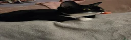 Domestic Shorthair cats for sale: Felix - Advert 3