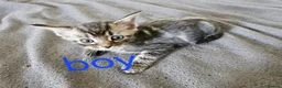 Mixed Breed cats for sale: Kittens  - Advert 9