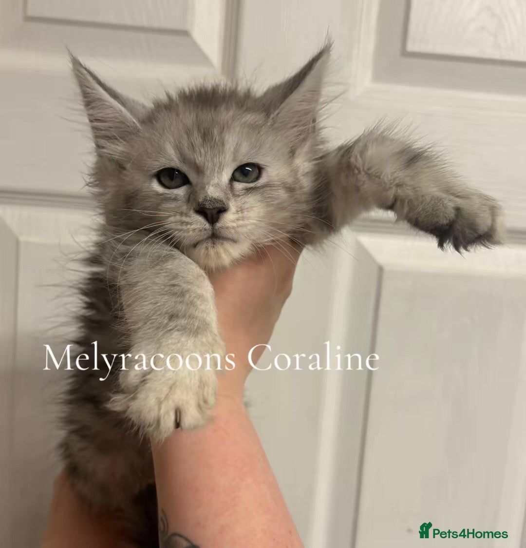 Maine Coon cats ⭐TICA Mainecoons-Champion lines⭐  - Advert 1