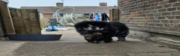 Chow Chow dogs for stud: Chow chow stud  - Advert 2