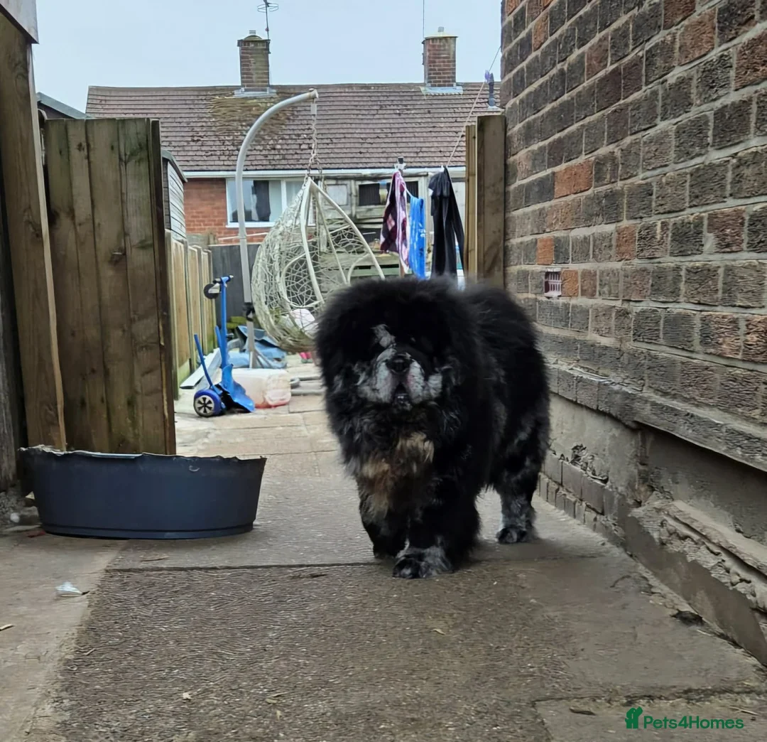 Chow Chow dogs for stud: Chow chow stud  - Advert 2