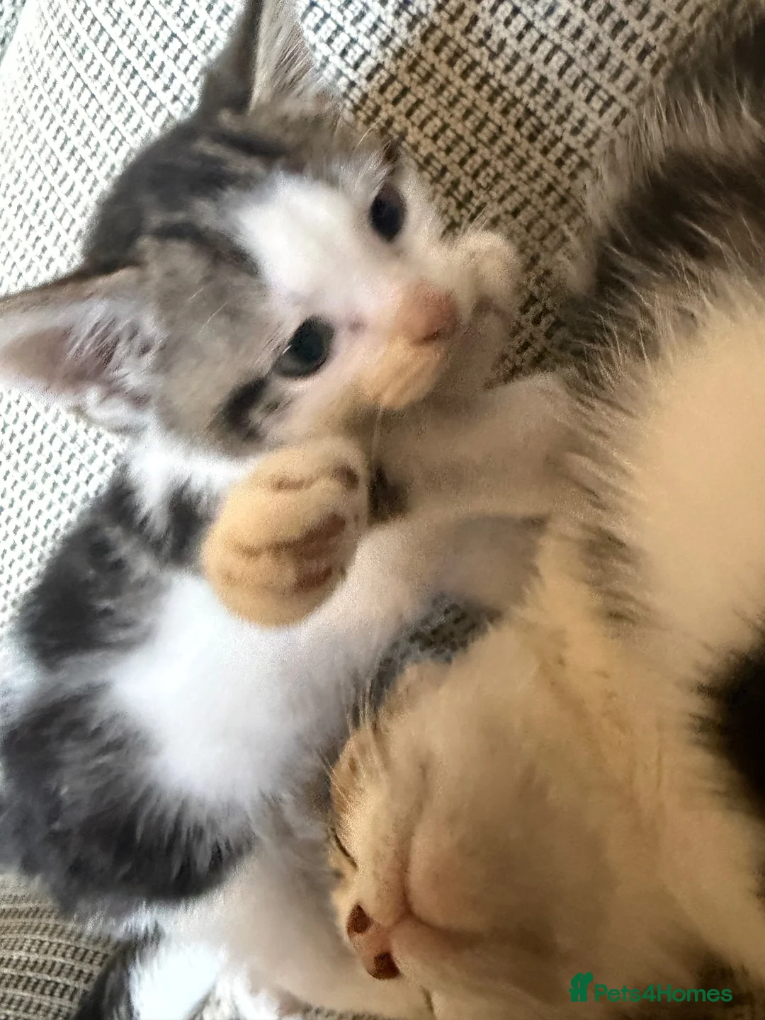 Mixed Breed cats for sale: 2 male kittens  - Advert 6